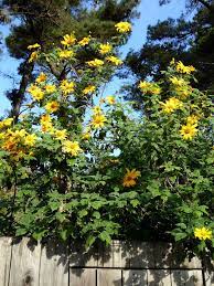 Tithonia Diversifolia Bolivian Sunflower Buy Online At Annie S Annuals Big Plants Perennials Arizona Gardening