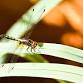 Storytime: Insects