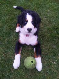 Check spelling or type a new query. Bernese Mountain Dog Laika Ekkifant Agency For Animals