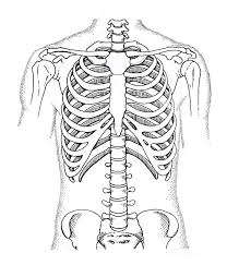 The right rib cage pain is a common symptom during pregnancy, especially in the third trimester of pregnancy. Rib Cage Photograph By Microscape Science Photo Library