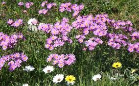 Image result for Senecio elegans