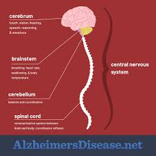 How Does Alzheimer S Disease Develop