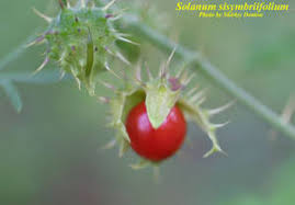 Image result for Solanum sisymbriifolium