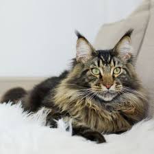 Despite their softness and beauty, longhaired cats may not be right for everyone. 10 Long Haired Cats Maine Coon Norwegian Forest And More