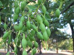 Measure from the center of one to the center of the next. Japanese Pagoda Tree Fruit Fruit Trees