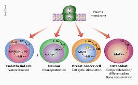 Image result for Estrogen
