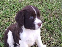 We hope you've found this a helpful guide on how to find english springer spaniel puppies for sale in minnesota (mn). English Springer Spaniel Pups Price 375 00 For Sale In Paragould Arkansas Arkads Us