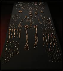 Resultado de imagen de homo naledi cuerpo