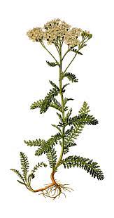 Herbs For Indigestion Dyspepsia Bitters Carminatives Demulcents