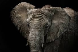 Ilk Firstpost First Animal Wallpaper Animalwallpaper Wallpapers Elephant Elephantwallpape Elephant African Elephant Animals Wild