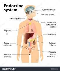 Check spelling or type a new query. Pin On Human Anatomy Drawing
