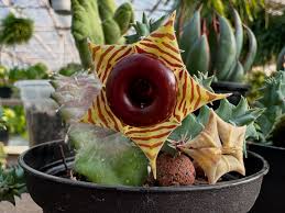 Image result for Huernia