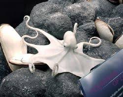 Fuckyeahoctopi Albino Animals Rare Albino Animals Animals Beautiful