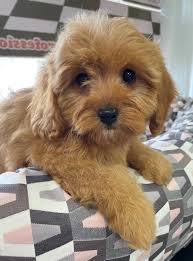 Maybe you would like to learn more about one of these? Mimi Cavapoo Love My Puppy Boca Raton