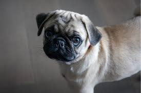 Pug pasco, washington, united states. What Colors Do Pugs Come In Color Pattern Picture Guide