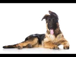 German Shepherds With Dropped Ears Reasons And Remedies