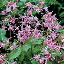 Image result for Vepris grandifolia