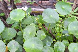 Image result for Centella glabrata