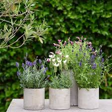 1000 Gute Grunde Fur Blumen 1000gutegruende Fuer Blumen Instagram Fotos Und Videos In 2020 Plants