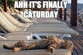 We did not find results for: It S Caturday I Can Has Cheezburger