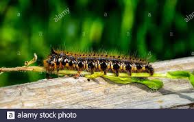 Black And White Striped Caterpillar With Orange Dots Furry Caterpillar High Resolution Stock Photography And Images Alamy