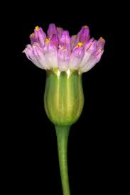 Image result for Emilia transvaalensis