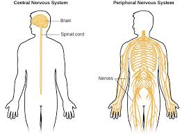 The central nervous system (cns). Psychology Introduction To Psychology Contemporary Psychology Opened Cuny