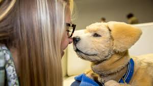 Organised crime gangs have stepped up pet thefts since the start of the coronavirus pandemic to cash in on rising prices for dogs and puppies. A Snoring Robot Labrador Puppy Stole My Whole Heart At Ces 2020 Cnet