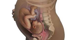 37 Semanas De Embarazo Babycenter