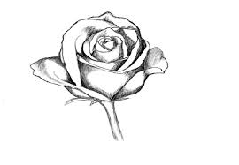 Love Roses Drawings Step By Step Galleryhip Com The Hippest Roses Drawing Flower Drawing Tumblr Flower Drawings With Color