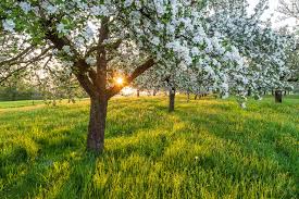 Check spelling or type a new query. Fruhling Schone Landschaft Bilder Kaufen Stimmungs Foto Als Fineart By Stefan Somogyi Fotografie