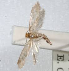 Clark pest control can offer you a wide variety of pest control, termite control, weed control, and lawn and garden service options, and for qualifying customers we will inspect your house. Termite Pest Control September 2017