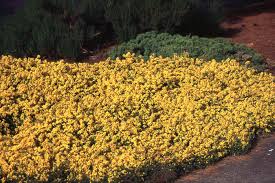 Image result for Genista