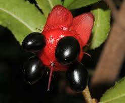 Image result for Ochnaceae