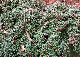 какие цветы посадить на даче чтобы цвели все лето Kakie Nizkoroslye Cvety Posadit V Klumbu Chtoby Cveli Vse Leto V 2020 G Ukorenenie Roz Kompozicii Cvetnikov Klumby