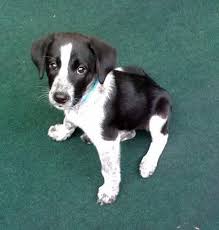 Black And White Border Collie Pointer Mix Borador Photo By Weenderful Photobucket Puppy Time Dog Love Lab Puppies