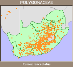 Image result for Rumex lanceolatus