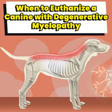 Canine Degenerative Myelopathy When To Euthanize Dog Leash Pro