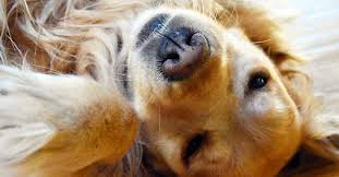 Are Golden Retrievers Hypoallergenic It S A Complicated Answer Golden Hearts