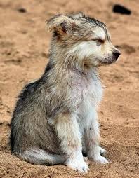 Image result for wolf cub