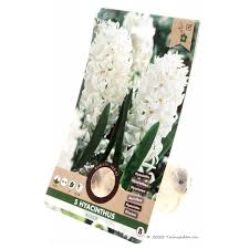 We did not find results for: Hyacinth Aiolos White Hyacinth Bulbs Hyacinths Tuinzaden Eu