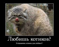 Animals dumb funny lol lm funny moments fun manul mems mem мемы мем лол фан кот котик животные манул манула. Manul Poglad Kota Kak Poyavilsya Mem S Manulom