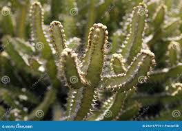 Image result for Euphorbia griseola