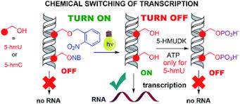 Rna polymerase is an enzyme that is responsible for copying a dna sequence into an rna sequence, duyring the process of transcription. Switching Transcription With Bacterial Rna Polymerase Through Photocaging Photorelease And Phosphorylation Reactions In The Major Groove Of Dna Chemical Science Rsc Publishing