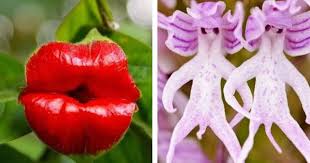 We did not find results for: Hooker S Lips And Naked Man Orchid Among List Of World S Rudest Flowers Derbyshire Live