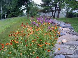 Photograph Perennial Garden Design Wildflower Garden Meadow Garden