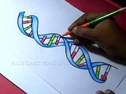 How To Draw Dna Structure Color Drawing - Youtube