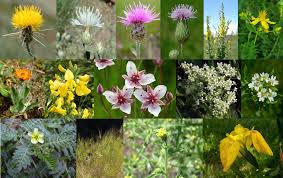 Image result for Euryops subcarnosus