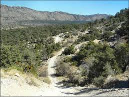 However, many cactus hobbyists come to the point when they want to start propagating their cacti. Big Bear Lake California Motorcycle And Atv Trails