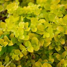 Image result for Lysimachia angustiloba